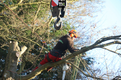 Advanved Tree Removals In Leigh On Sea (5)