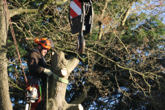 Advanved Tree Removals In Leigh On Sea (6)