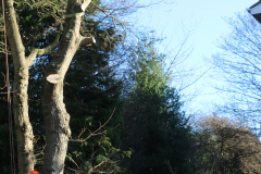 Advanved Tree Removals In Leigh On Sea (7)