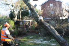 Advanved Tree Removals In Leigh On Sea (8)