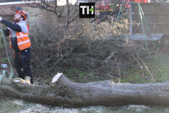 Advanved Tree Removals In Leigh On Sea (9)