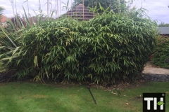 Well established bamboo plant