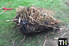 Bamboo root ball