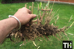 Small bamboo root cluster