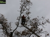 Benfleet tree surgeons removing damaged oak