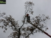 Benfleet tree surgeons removing damaged oak