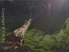 Billericay Tree Felling & Tree Removal Services