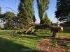 Billericay Tree Felling & Tree Removal Services