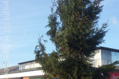 Canvey Christmas Tree