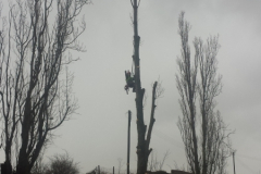 Commercial Tree Surgery Essex