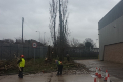 Commercial Tree Surgery Essex