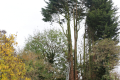 Conifer tree fellers in wickford (1)
