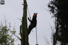 Conifer tree fellers in wickford (3)