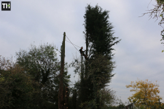 Conifer tree fellers in wickford (4)