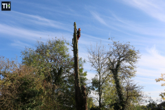 Conifer tree fellers in wickford (5)