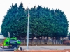 Conifer Tree Trimming In Rayleigh