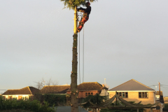 cedare tree removal benfleet (2)