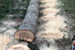 cedare tree removal benfleet (4)