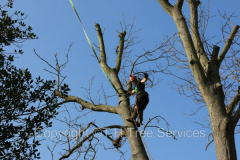 Tree Removal Using A Crane In Essex