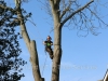 Tree Removal Using A Crane In Essex
