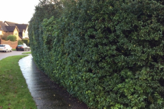 cutting back hedges in wickford