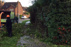 cutting back hedges in wickford