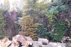 Emerson Park Tree Removal