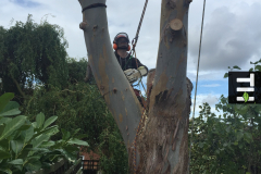 eucalyptus tree removal in rayleigh