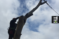 eucalyptus tree removal in rayleigh