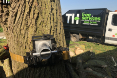 Expert Tree Surgeon In Essex (31)
