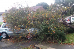 Fallen storm damaged tree in Basildon, Essex