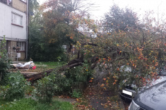 Fallen storm damaged tree in Basildon, Essex