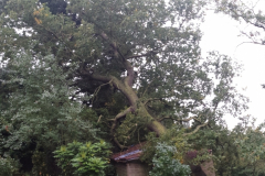 Fallen Storm Damaged Oak Tree In Benfleet, Essex