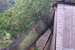 Fallen Storm Damaged Oak Tree In Benfleet, Essex