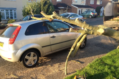 Fallen storm damaged tree in Eastwood, Essex