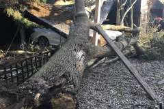 Fallen tree removal