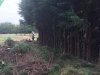 Felling Conifer Tree In Rayleigh