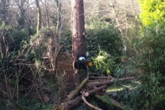 T.H Tree Services Using A GRCS Lowering Device