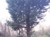 T.H Tree Services Using A GRCS Lowering Device