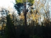 T.H Tree Services Using A GRCS Lowering Device
