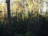 T.H Tree Services Using A GRCS Lowering Device