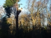 T.H Tree Services Using A GRCS Lowering Device