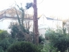 T.H Tree Services Using A GRCS Lowering Device