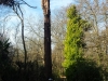 T.H Tree Services Using A GRCS Lowering Device