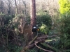 T.H Tree Services Using A GRCS Lowering Device