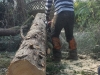 T.H Tree Services Using A GRCS Lowering Device