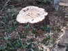 T.H Tree Services Using A GRCS Lowering Device
