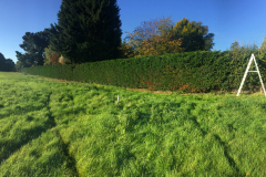 Hedge trimming specialists in Chelmsford 4