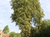 Horse chestnut tree removal wickford