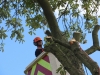 Horse chestnut tree removal wickford